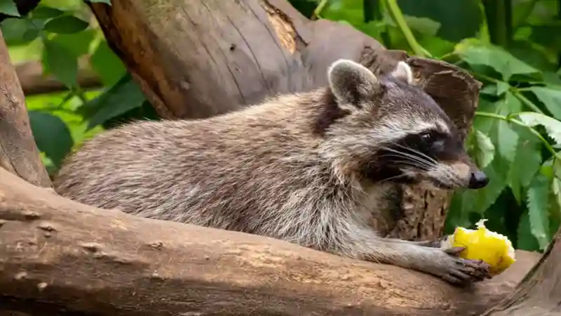 A Koala's Playground